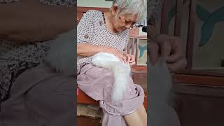 Bé mèo trắng và bà cụ white cat and grandma